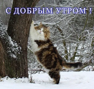 Pin by Екатерина on доброе утро cat | Good morning, Cats, Animals