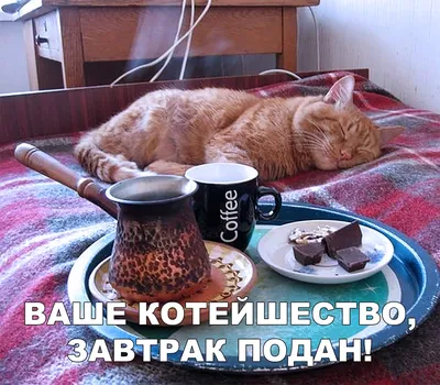 улыбка #утро#доброеутро #кот#котики #я #диета#еда | Instagram