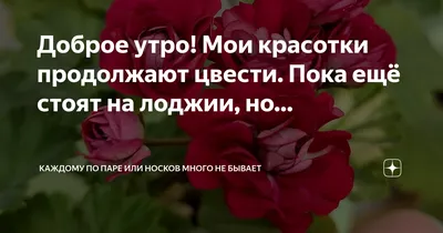 Эстетика утро сторис доброе утро утренняя сторис аффирмация | Названия  салона, Визитки парикмахеров, Названия салонов красоты