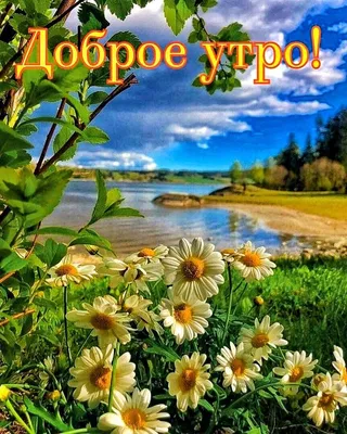 ДОБРОЕ УТРО! 🍃🌼🌾💐🌾🌼🌿 ЛЕТО! | Пейзажи, Доброе утро, Веселые картинки