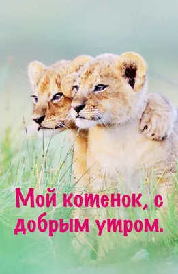 Кис Кис - Доброе утро, котики! | Facebook