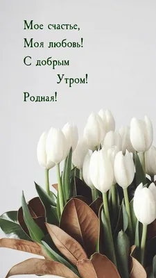 Доброе утро друзья!!! Еще одна малышка нашла дом 🏡 Крошку назвали Майя… |  Пушистый Ангел | Дзен