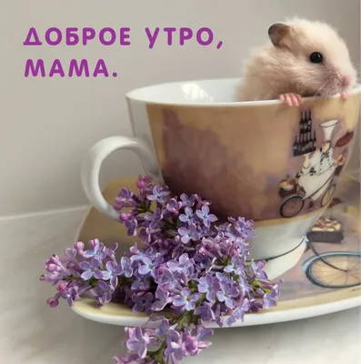 маме доброе утро｜TikTok Search