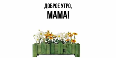С добрым утром, мама | Доброе утро, Смешные фотографии животных, Фотографии  животных