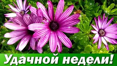 Доброго Утра и Хорошего Настроения🌸 | Мультяшные Поздравления | Дзен