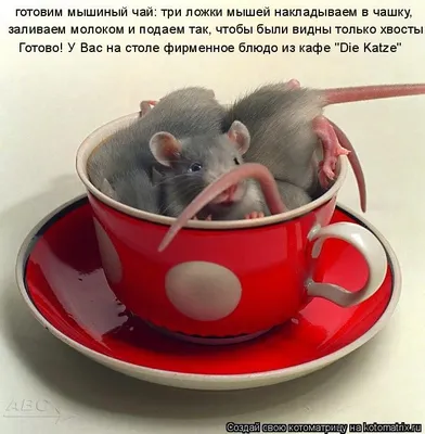 Открытка для любимых и родных мышь Доброе утро. Открытки на каждый день с  пожеланиями для родственников.