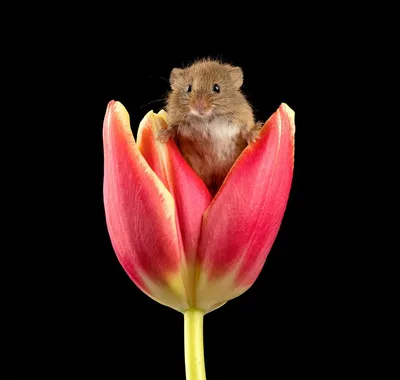 Картинка мышки утром (42 фото) » Юмор, позитив и много смешных картинок
