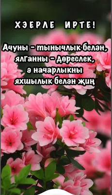 Картинки хәерле иртә красивые на татарском с цветами (70 фото) » Картинки и  статусы про окружающий мир вокруг