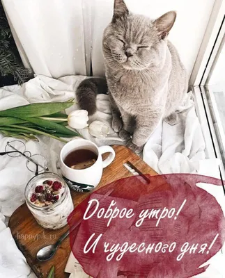 Отличное пожелание доброго утра и котенок в чашке