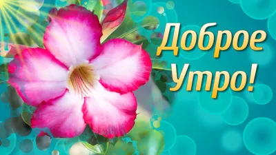 Открытки с добрым утром - красивые поздравления с началом дня — УНИАН