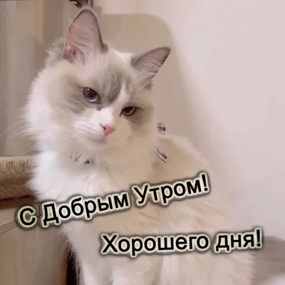 Доброе утро доброго дня красивые картинки открытки | Доброе утро, Еда кафе,  Открытки