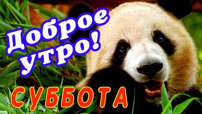 Всем доброе утро и отличного начала дня! 🐼 | Тип-Топ Панда Кофе | ВКонтакте