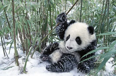 Доброе утро! Панда в зимнем …» — создано в Шедевруме