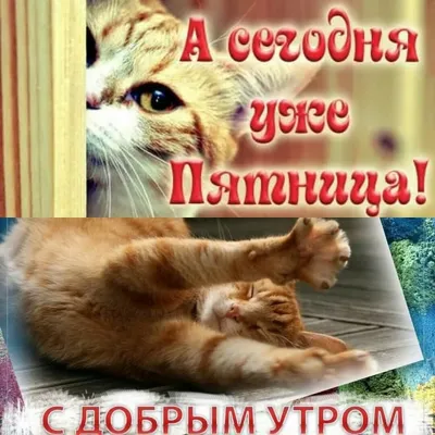 Приколы «Ура! Пятница!» (32 фото) - shutniks.com