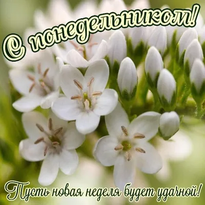 🌸🍃🌼💐🌼🌿🌸 Понедельник! | Открытки, Доброе утро, Картинки