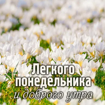 доброе утро, понедельник#первое утро весны# | TikTok