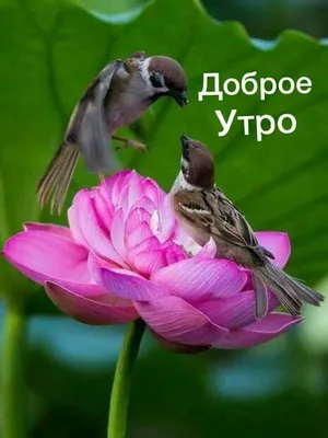 Pin de Lina em Доброе утро, вечер и день | Bom dia com animais, Passaros  exoticos, Pássaros coloridos
