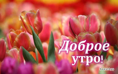 Картинки \"Доброе утро!\" для мамы бесплатно (176 шт.)