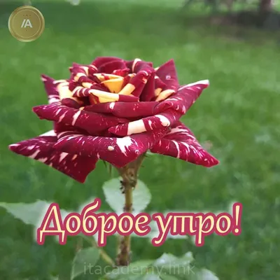 Доброе утро! Хорошего дня! Приятного отдыха! Мои любимые розы. Удачи!  🌹🌹🌹 | Instagram