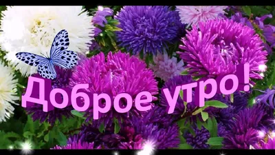 Доброе утро астры (Множество фото) - treepics.ru