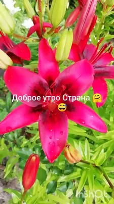 Доброе 🧡 утречко 🔆 Хорошего настроения 👍 на весь день 🎉 | TikTok