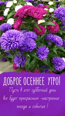 В вазе бельгийские астры. чай с …» — создано в Шедевруме