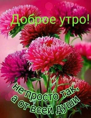 Букет хризантем «Доброе утро!» - купить с доставкой в Челябинске