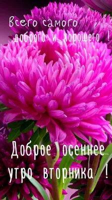 Букет хризантем «Доброе утро!» - купить с доставкой в Челябинске