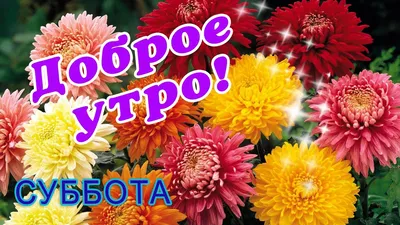 Доброе утро мир! #доброеутро#сдобрымутром#розы#ромашки#хризантемы#клуб... |  TikTok