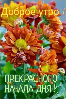 С добрым утром хризантемы - фото и картинки abrakadabra.fun