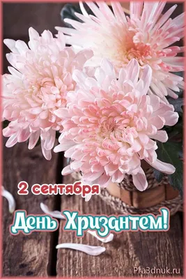 Картинки хризантемы с добрым утром - 83 фото