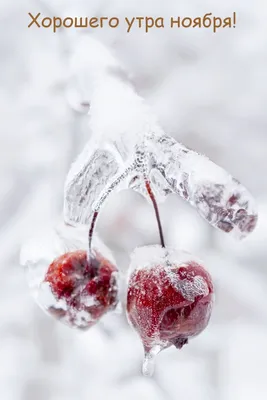 Хаскимоихаски🐾🐾 | Доброе утро❄️❄️❄️мы дождались снег❄️❄️❄️ураааа!!! | Дзен