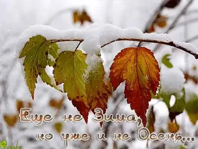 Доброе утро! ❤️ Пусть снегом блестящим денек ваш искрится! ❤️ Музыкальное  пожелание ❤️ - YouTube