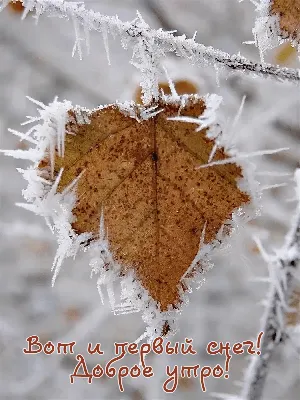 Доброе утро снег картинки фотографии