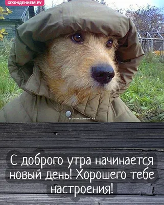 Сергей Москаленко - основное: Good Morning! Dog's Smile. Доброе Утро! Собака -улыбака...