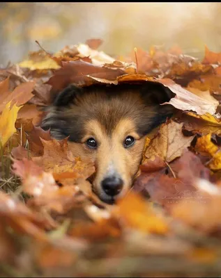 Доброе утро, угараки!🌞🐾😍 | СОБАКИ–УГАРАКИ | ВКонтакте