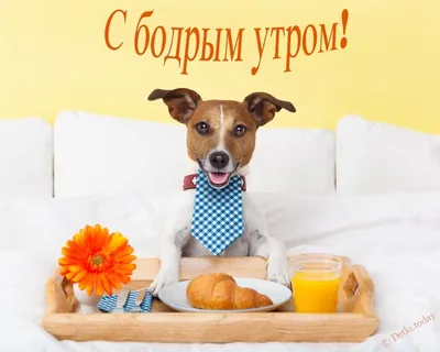 Доброе утро . . . . #собакаинстаграм #собака#собакадругчеловека #собаки#собакалучшийдруг…  | Instagram