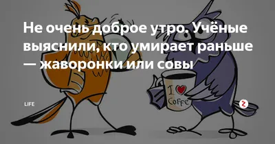 PervieStezhki - Доброе утро ☕ Сова 🦉 от Thea Gouverneur... | Facebook