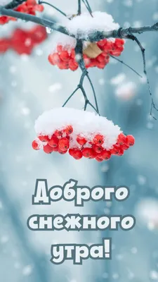 Всем доброе утро среды , с наступающей зимой друзья!🌞🍁👭👬❄❄❄❄❄❄❄❤🍵... |  TikTok