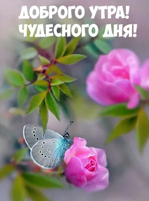 Открытки с добрым утром - скачайте на Davno.ru