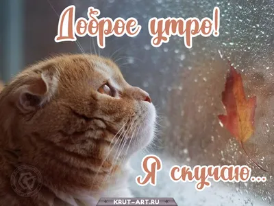 Зимние картинки \"Доброго утра и хорошего дня\" (65 штук)