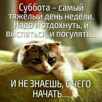 Смешная открытка \"Доброго утра субботы!\", с ёжиком • Аудио от Путина,  голосовые, музыкальные