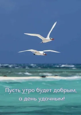 🌞 С добрым утром! 🌷 | Поздравления, пожелания, открытки с Рождеством! |  ВКонтакте