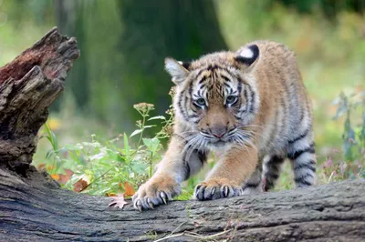 Такого вы еще не видели! Поющий тигр! - работники зоопарка сняли забавный  ролик - видео - 18.02.2021, Sputnik Армения