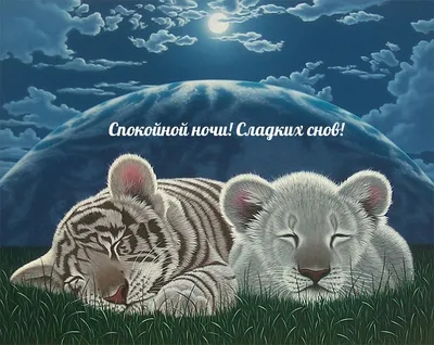 Доброе утро ☀️ 🐯 #челябинск #животные #топ #тигренок | Instagram