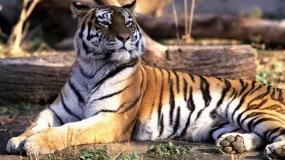 Сонный тигр - 48 фото