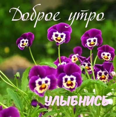 С добрым утром 💞 | Доброе утро, Позитивные мысли, Милые открытки