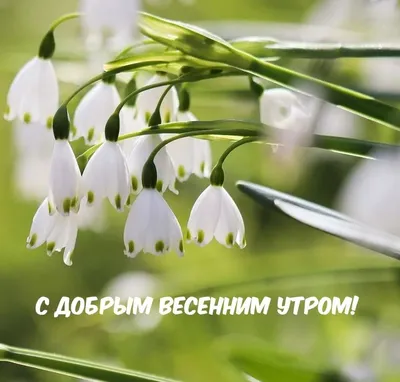 Доброе утро слов с цветками весны Стоковое Изображение - изображение  насчитывающей природа, концепция: 89718997