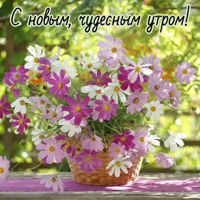 ☀️🌴😄 Картинки с добрым летним утром - скачать (245 шт.)