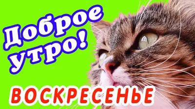 Доброе Утро! Мой Лучший Друг! Музыкальная Открытка! Вадим Воробьёв /  Владимир Фёдоров - YouTube